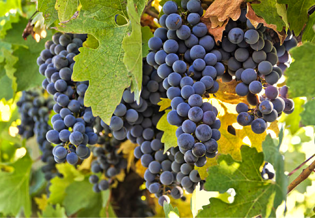 Le Pinotage cépage sud-africain